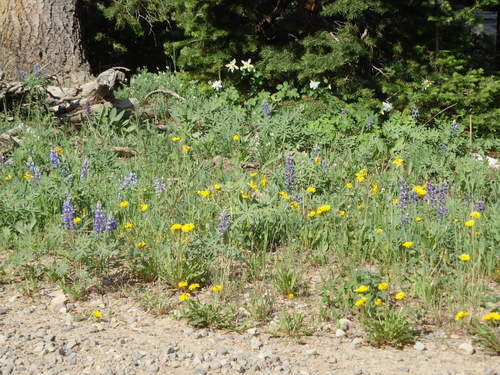 GDMBR: Yellow Dandelions, Blue Lupine, and White Columbine.